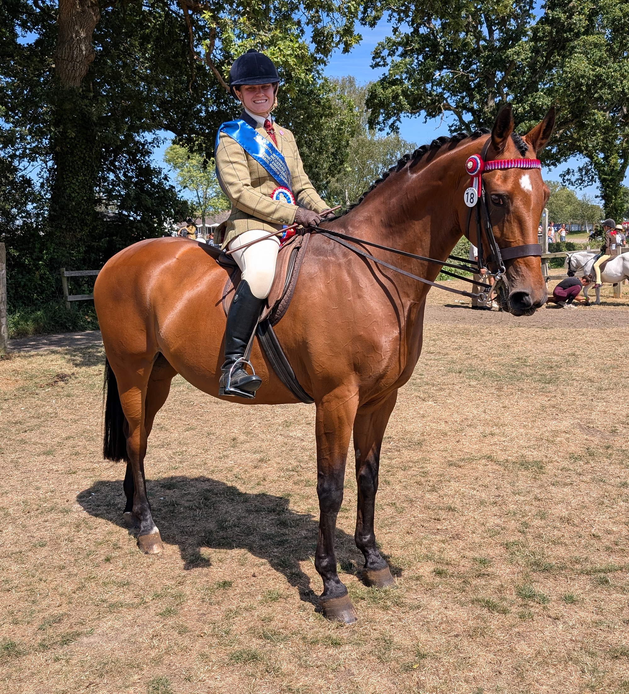 A bay ridden veteran horse with lady rider wearing tweed with a blue winner&amp;rsquo;s sash