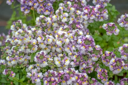 Nemesia Strumosa.