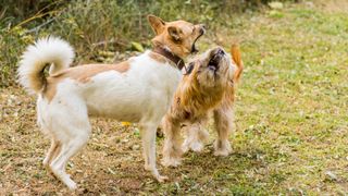 Two dogs fighting