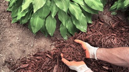 A gloved gardener spreads bark mulch around hosta plants