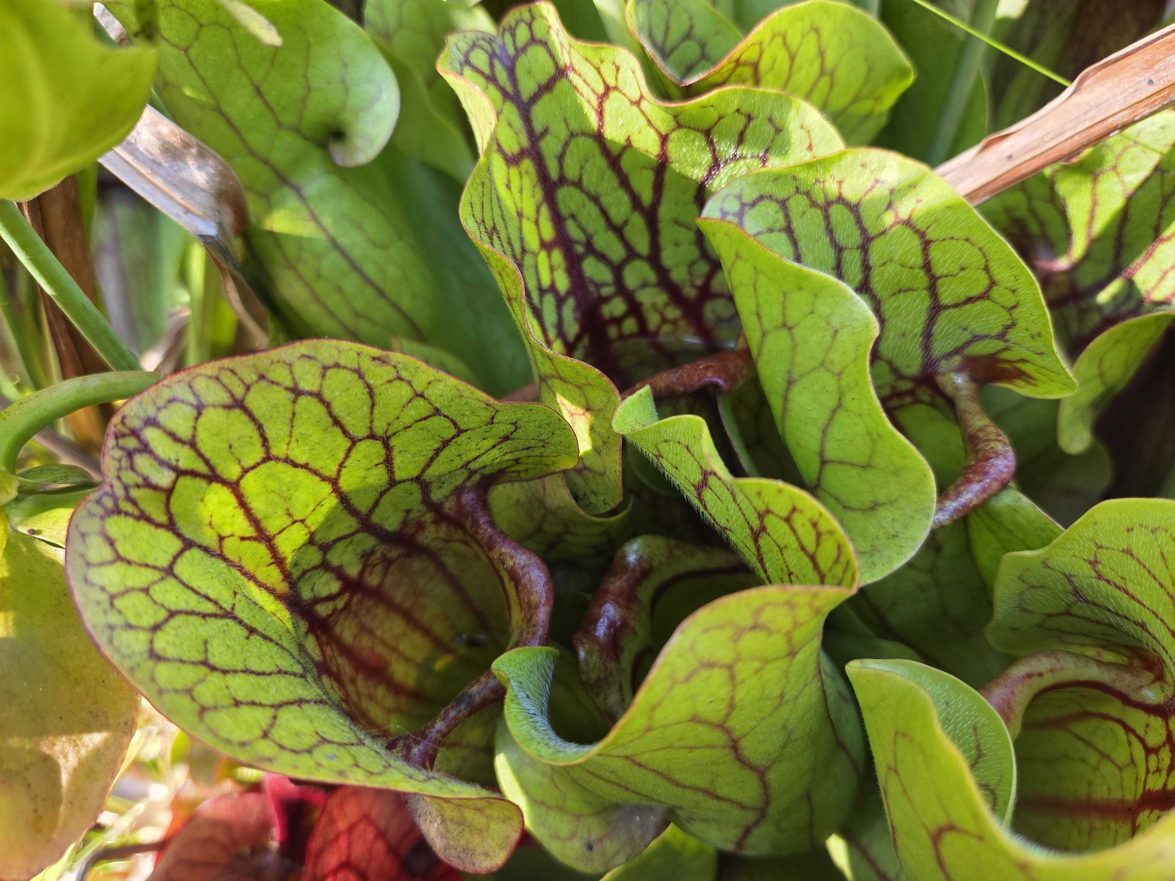 LQqvaSPHSyBak3AmV3uTYH.jpg