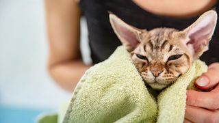 Devon rex cat in a towel