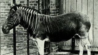 A quagga mare at the London Zoo in 1870.