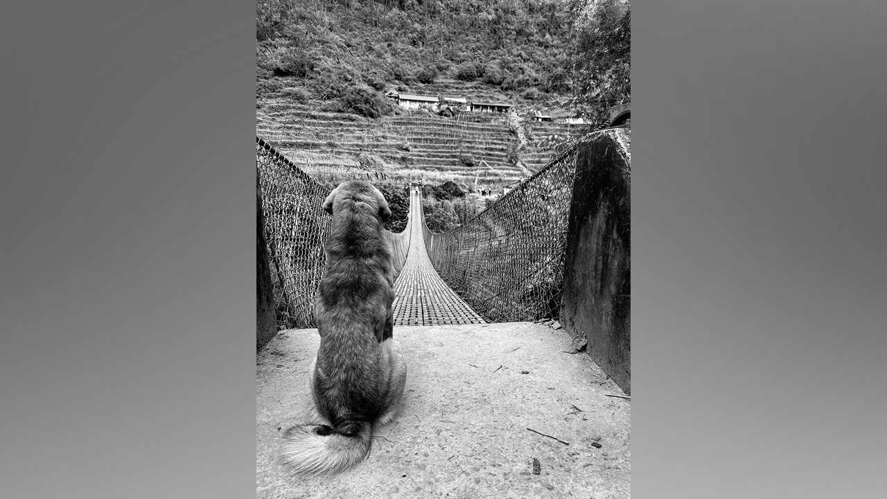Dog sat at entrance to rope bridge.