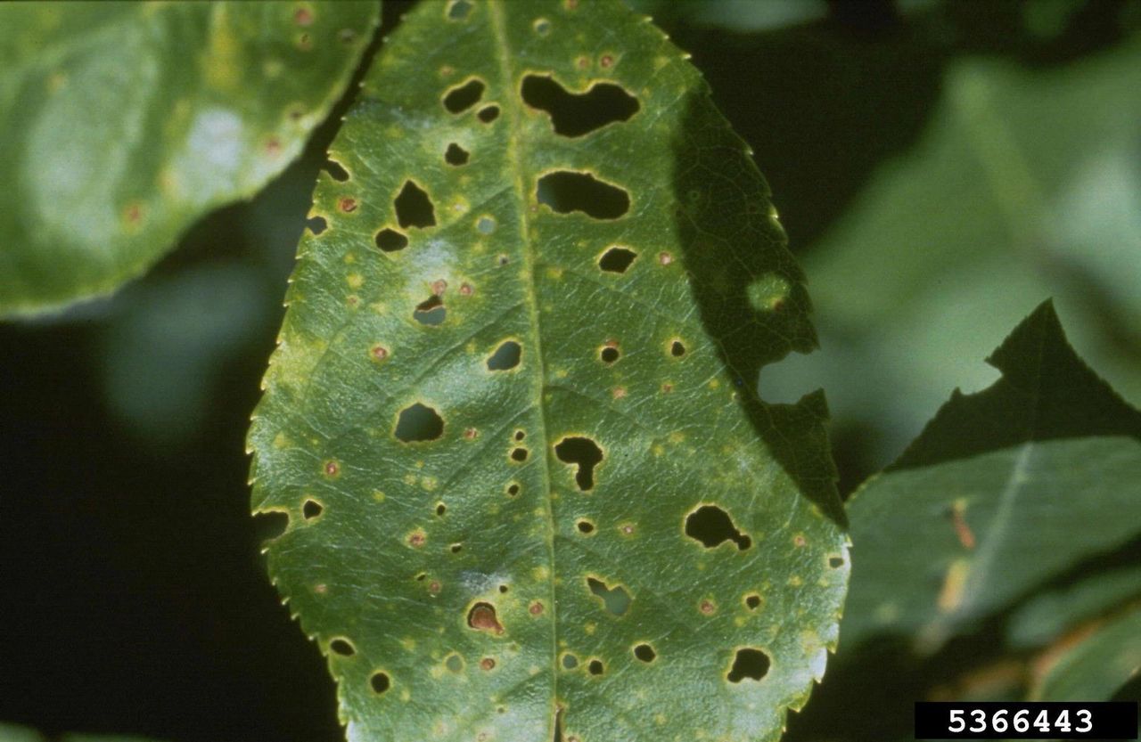 Apricot Leaf With Shot Hole Disease