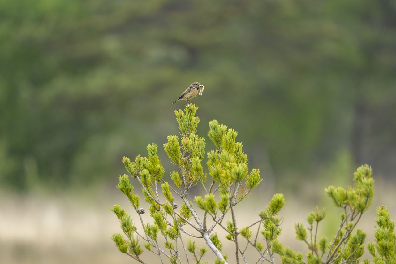 Wild birds in the natural habitat of a common in the UK