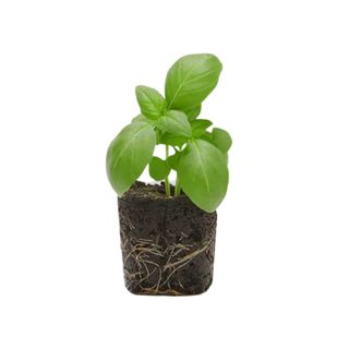 One plant from Lowe's set of six basil plants