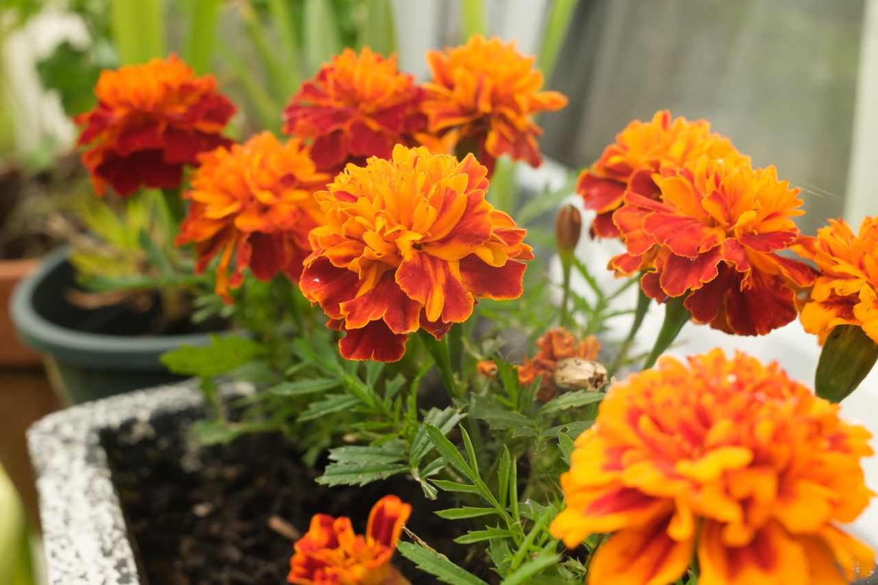 Orange and deep red marigold flowers bloom in a planter against a softly blurred garden background.