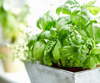 indoor basil plant in metal container