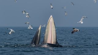 A fin whale mother and calf feeding near the ocean's surface.