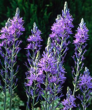 blue Camassia 'Caerulea' spring flowers