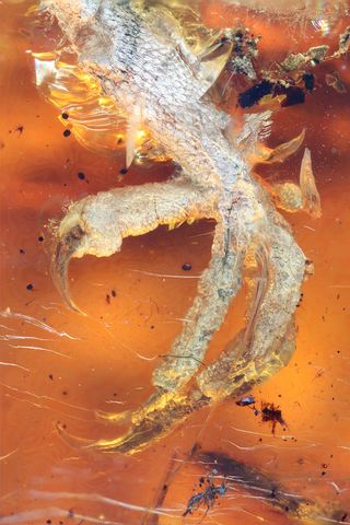 hatchling preserved in amber