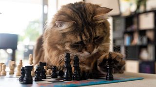 Siberian cat playing chess