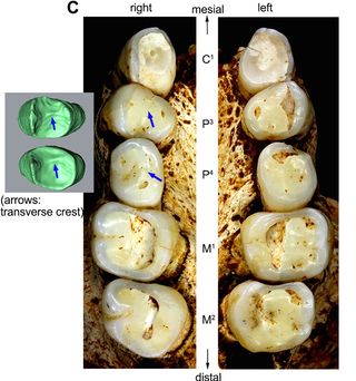 The hobbit teeth showed a mix of more primitive traits seen in early hominids and more advanced traits found in later hominins.