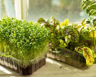 Microgreens growing on a windowsill