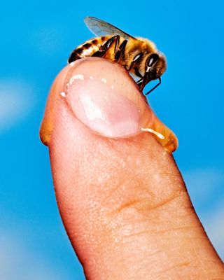 close-up of bee and honey on finger