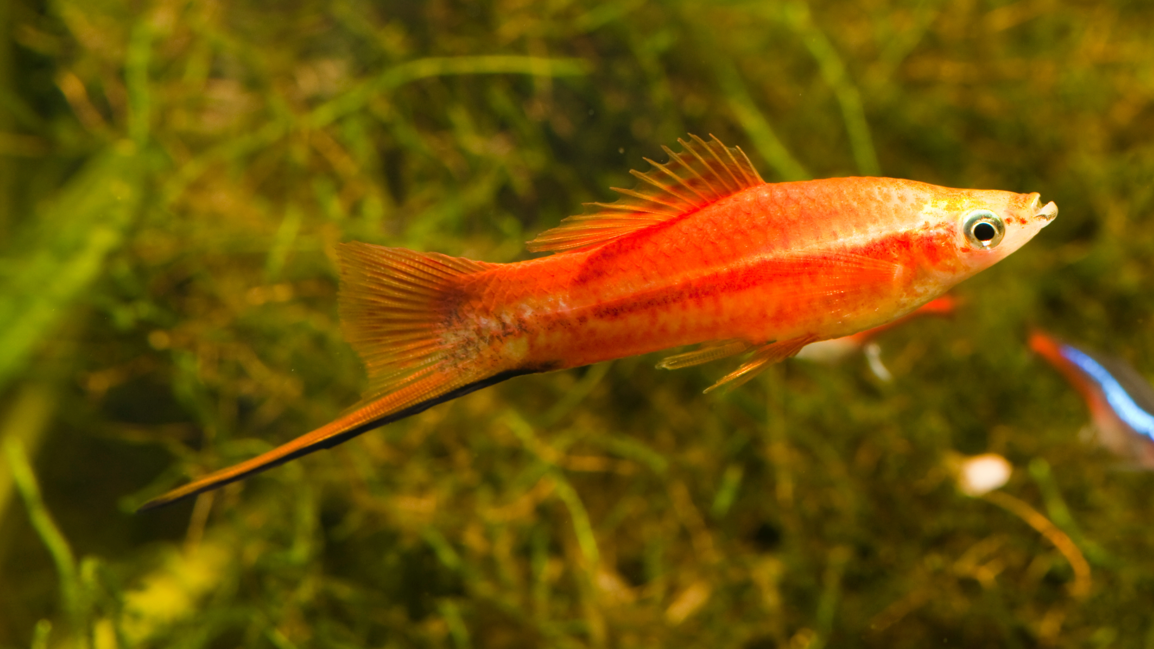 Swordtail