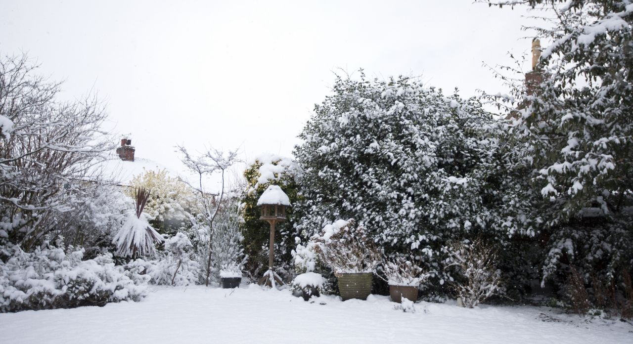 snow covered lawn