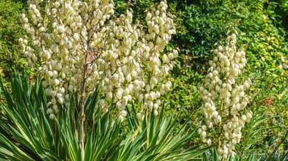 Yucca filamentosa plants with cream white flowers