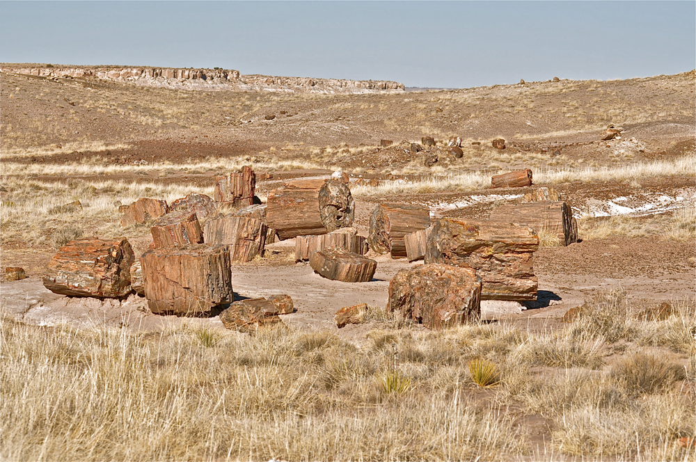 petrified forest national park, fossils