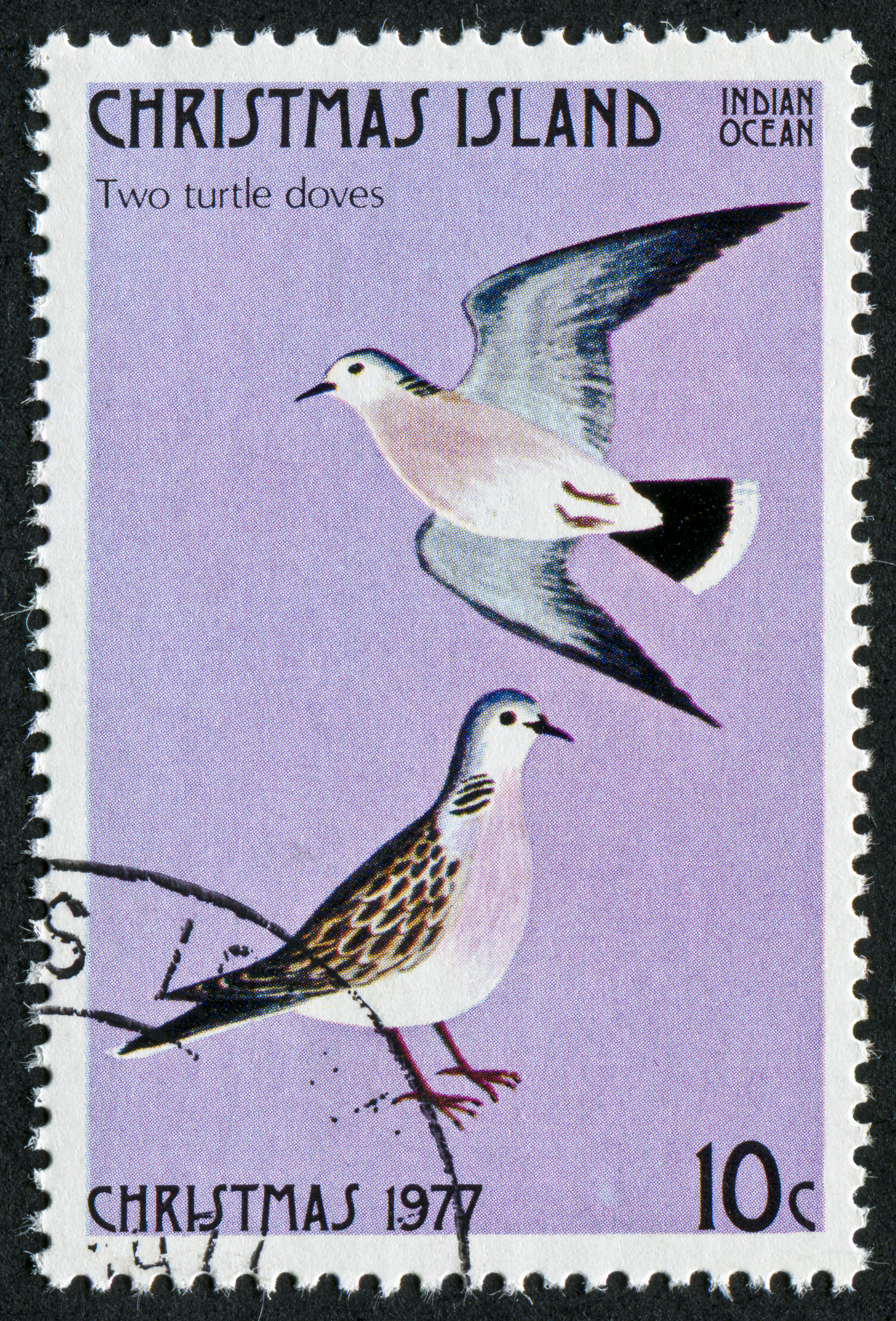 Turtle dove