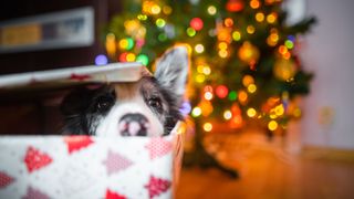 Dog hiding in Christmas present box