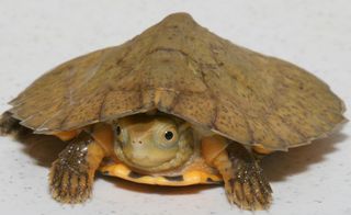 O hai! A baby four-eyed turtle.
