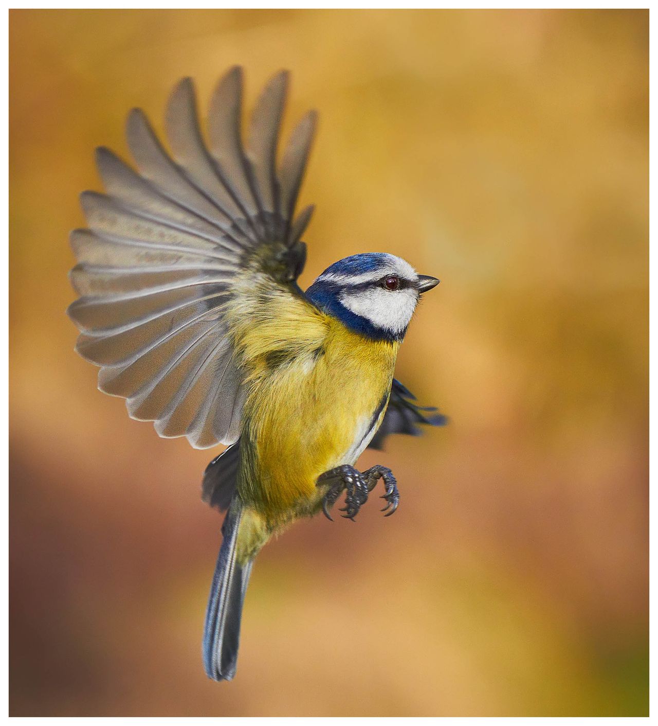 A blue tit in flight.