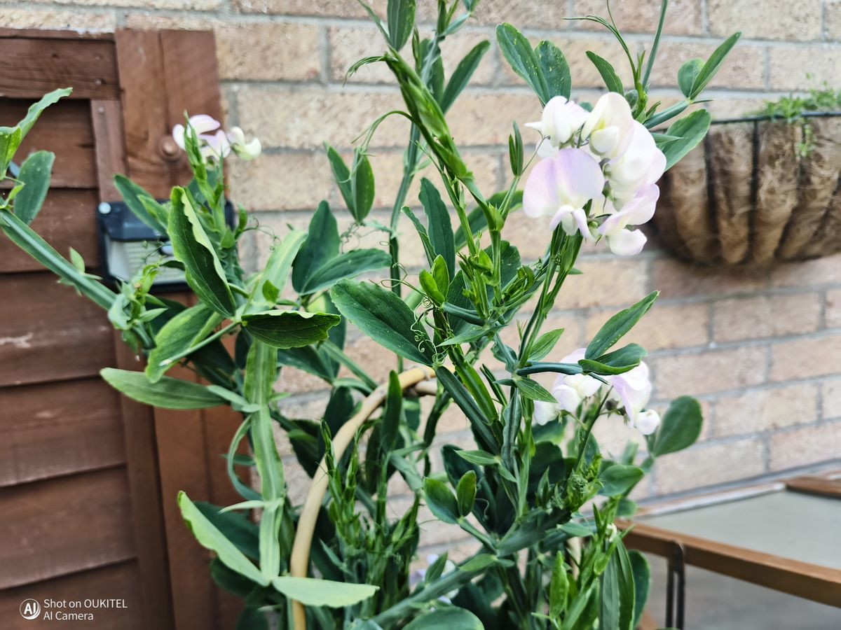 Oukitel WP500 Ultra camera examples