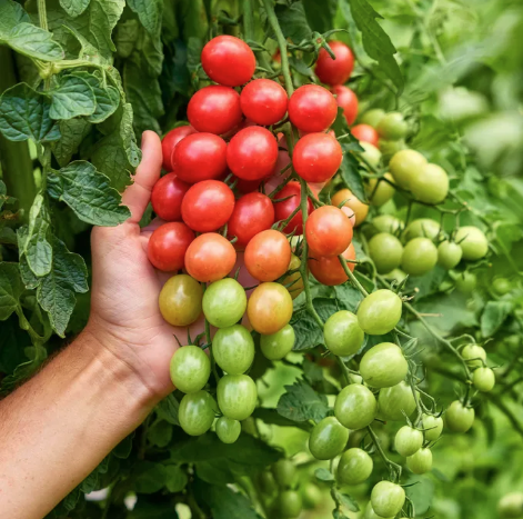 Sunpeach Tomato Seeds & Plant