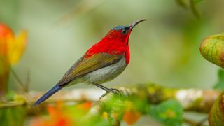 A crimson sunbird sitting on branch.