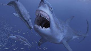 The largest shark to ever stalk the seas, Megalodon, snaps at a potential prey in this artist's conception of the extinct beast.