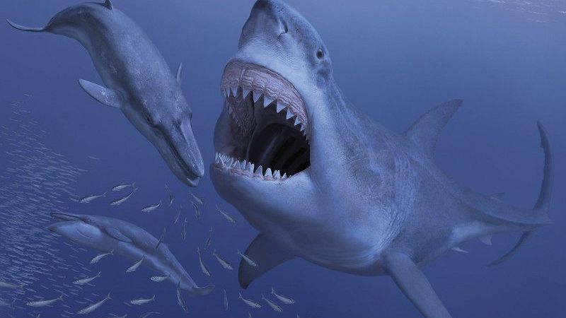 The largest shark to ever stalk the seas, Megalodon, snaps at a potential prey in this artist&#039;s conception of the extinct beast.