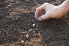 Hands Planting A Row Of Seeds In Soil