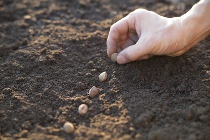 Hands Planting A Row Of Seeds In Soil