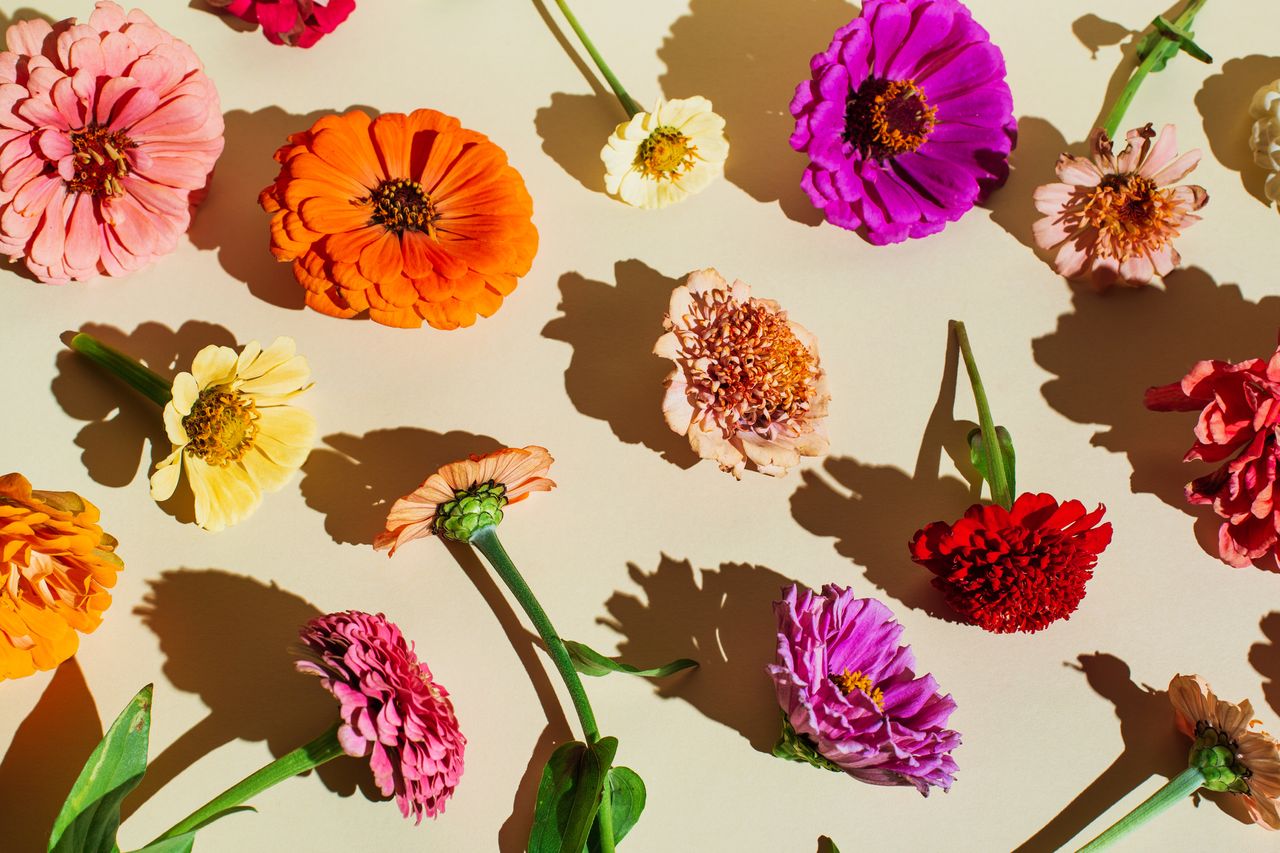 A variety of colourful flowers on a beige background. 