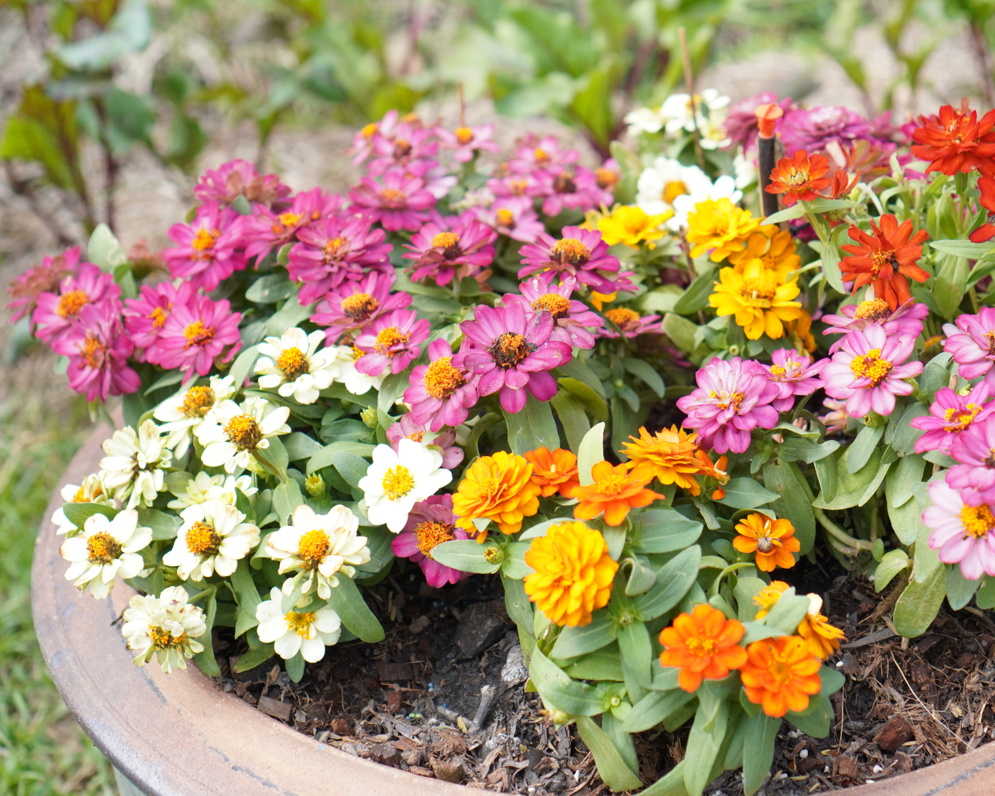 dwarf zinnias in a pot