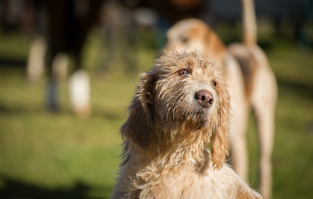Curre and LLangibby Hunt 07 02 2015