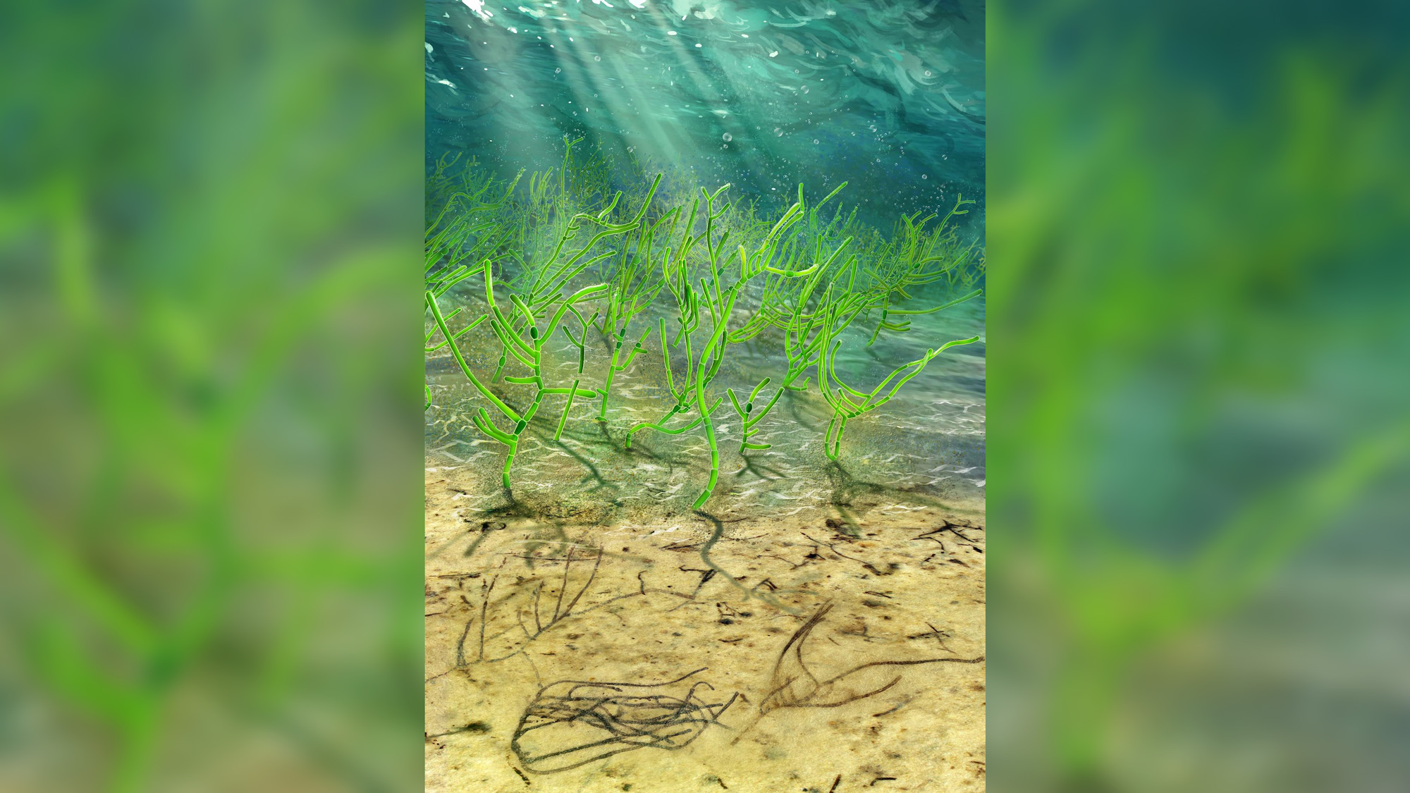 Billion-year-old green algae is an ancestor of all plants on Earth
