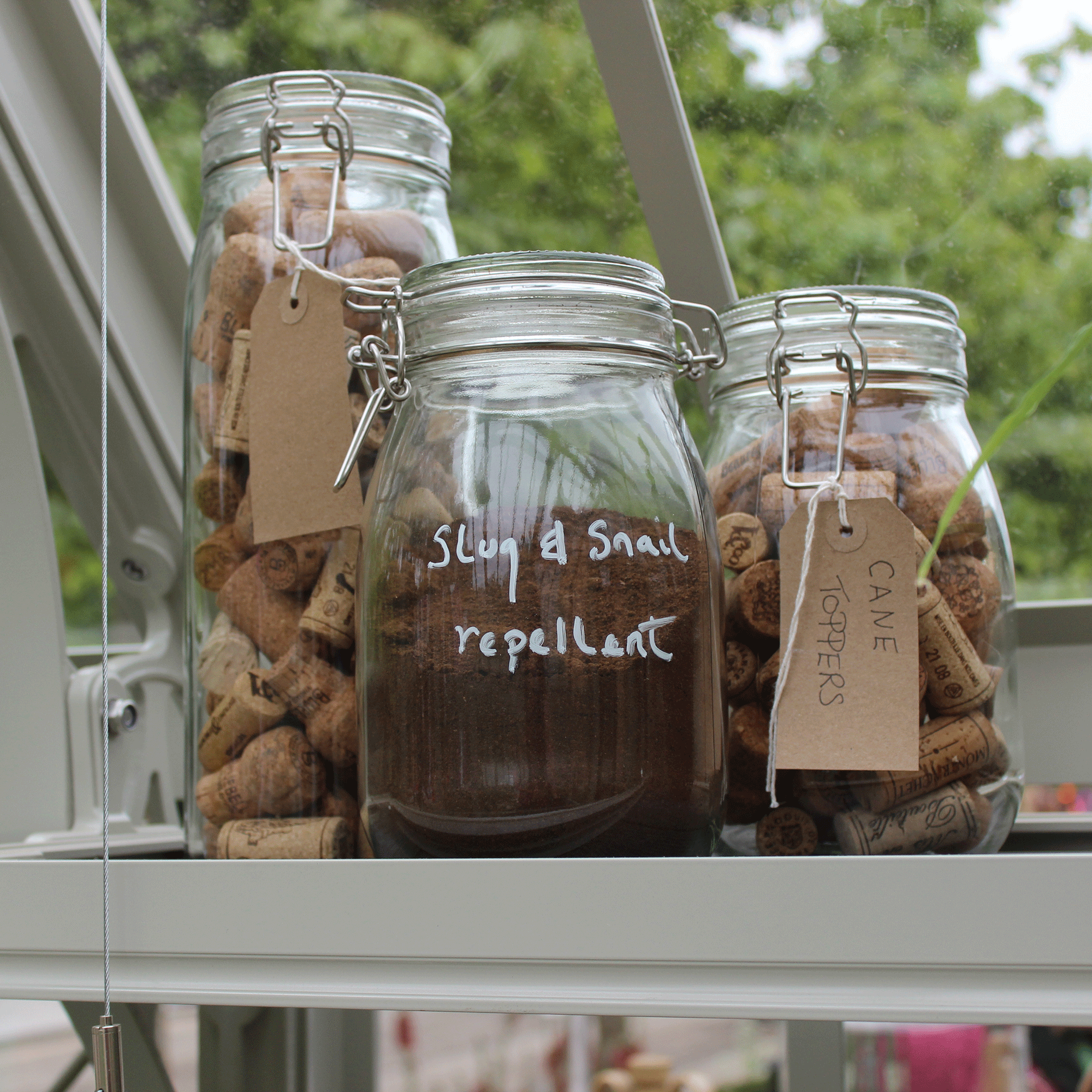 Three jars on greenhouse shelf, two filled with corks and one filled with coffee grounds saying 'slug and snail repellant'