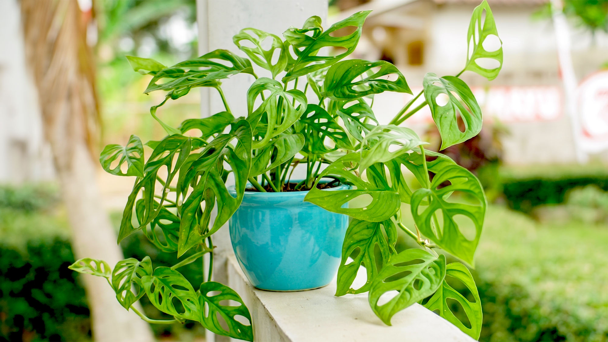 Swiss cheese plant &ndash; Monstera adansonii &ndash; with lush vining leaves in turquoise pot is placed on the outer wall of a house with garden in the background