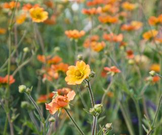 'Totally Tangerine' geums in flower