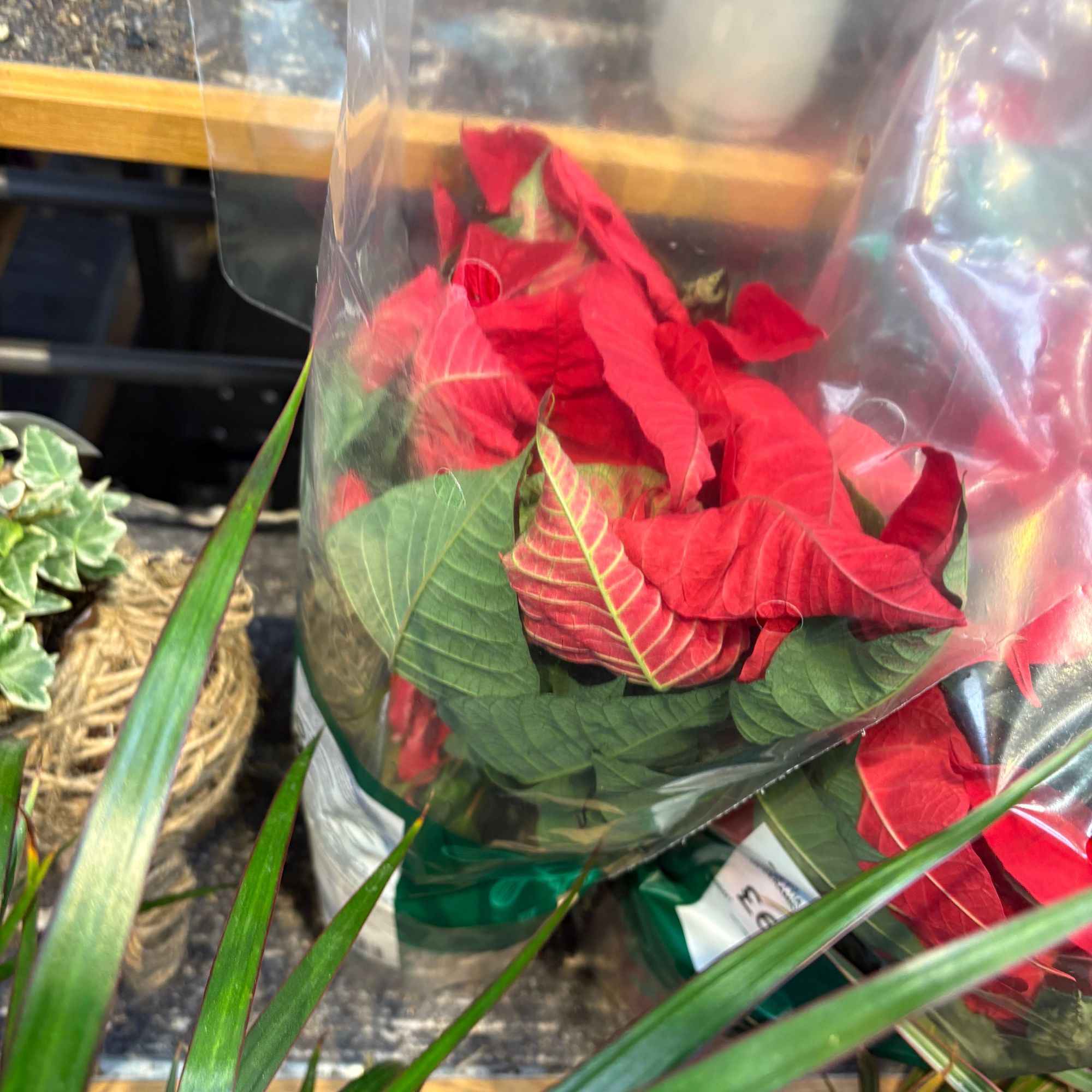 Red poinsettia with curling bracts and leaves on supermarket shelf