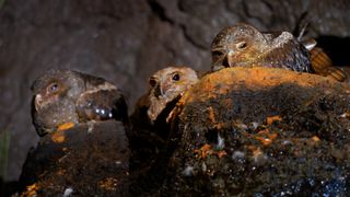 Three oilbirds sitting together in a cave