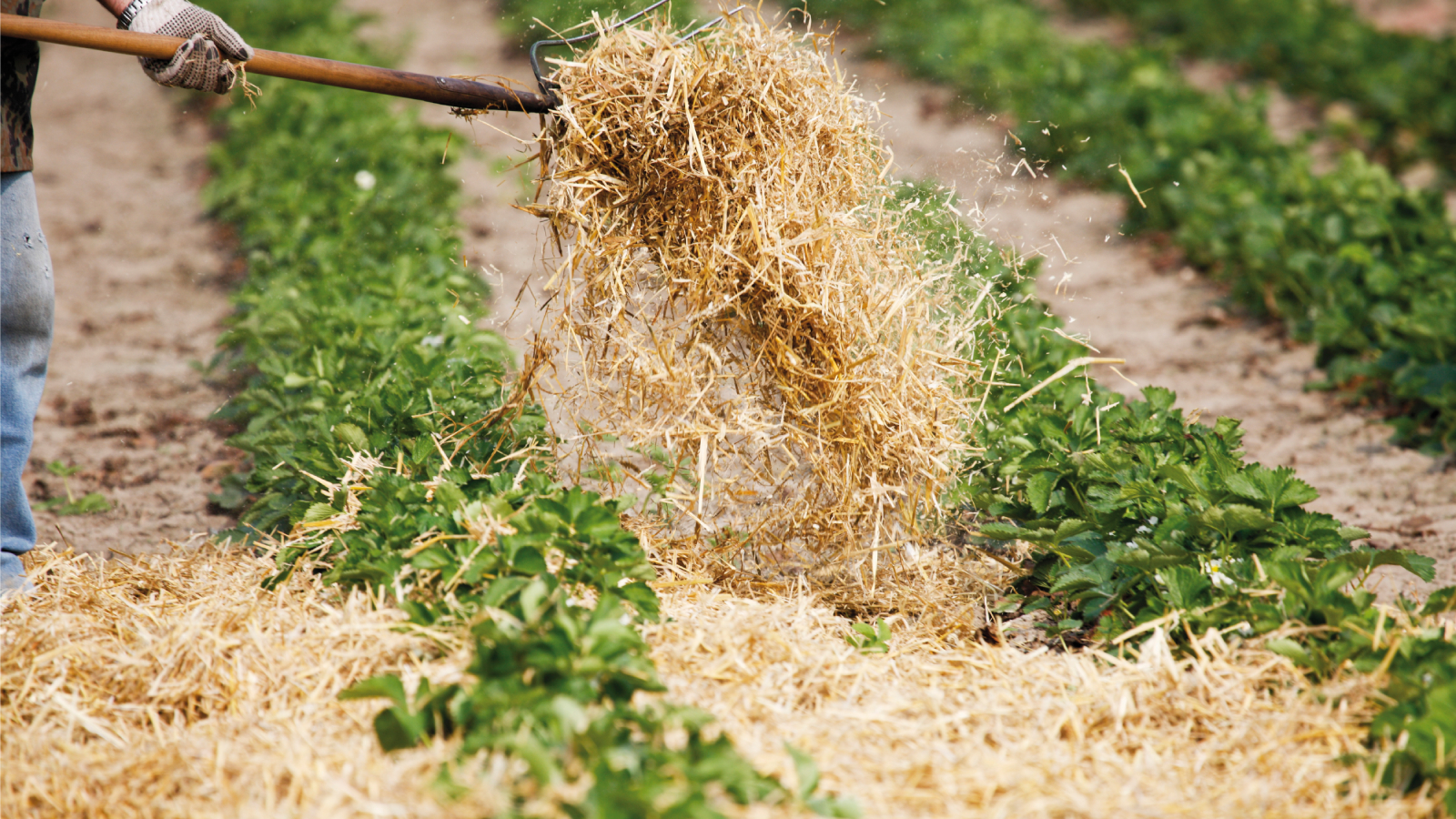 Farmer mulching strawberry field with straw