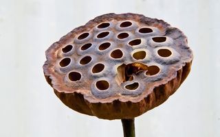 lotus flower seed pod