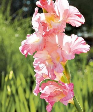 flowers with grass and gladiolus