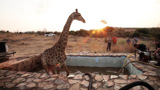Wild at Heart star in real-life giraffe rescue