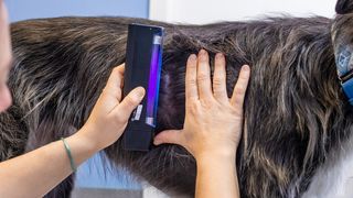 A dog being examined for ringworm with a UVA light