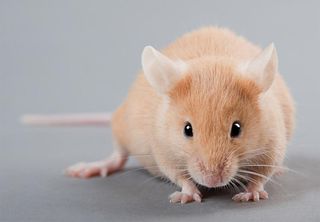 yellow laboratory mouse isolated on grey background 